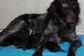 Barka-Jack (RICO) ur. 8.01.2015