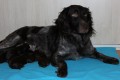 Barka-Jack (RICO) ur. 8.01.2015