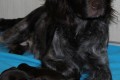 Barka-Jack (RICO) ur. 8.01.2015